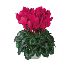 Cyclamen Halios® HD Grenadine