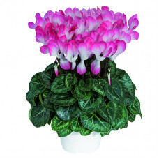 Cyclamen Indiaka® Saumon