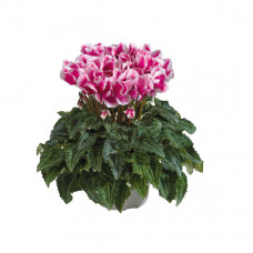 Cyclamen Premium® Abanico Magenta