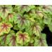 Гейхера Фаер Фрост (Heucherella Fire Frost)