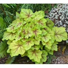 Гейхера Фаер Фрост (Heucherella Fire Frost)