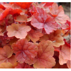 Гейхера Эмбер Си (Heuchera Amber Sea)