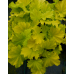 Гейхера Лемон Динозавр (Heuchera Lemon Dinosaur)