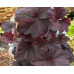 Гейхера Магнум (Heuchera Magnum)