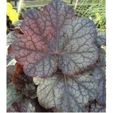 Гейхера Магнум (Heuchera Magnum)