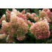 Гортензия метельчатая Фантом (Hydrangea paniculata Phantom)