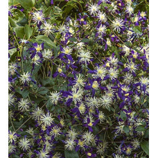 Клематис 3 группы Ароматика (Clematis aromatica)